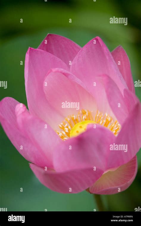 Lotus Flower, Bangkok, Thailand Stock Photo - Alamy