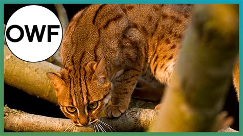 What's The Smallest Cat Species In The World? | One Wild Fact | BBC ...