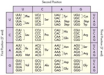 Amino Acid Chart, genetic code, DNA data, Constants and Equations -- Tritech Research, Inc.