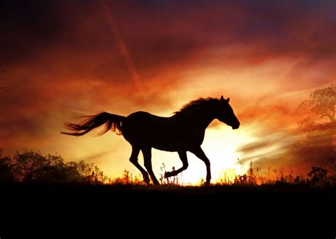 Running Wild Horse in SunA beautiful silhouette horse running in a ...