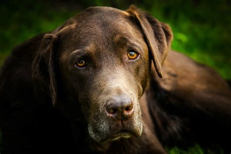 Chocolate Labrador Retriever Photos | ThriftyFun