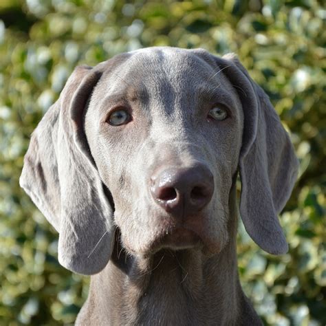 Weimaraner Pedigree Database