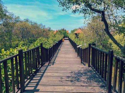 Liburan Seru Di Ekowisata Hutan Mangrove Wonorejo Surabaya