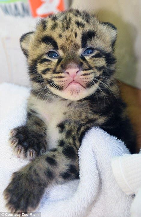 Rare clouded leopard cubs make first appearance Zoo Miami in Florida at 3 weeks old | Daily Mail ...