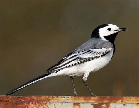 Pied Wagtail | Pet birds, Backyard birds, Wagtail