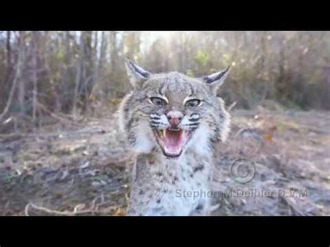 Bobcat Attack - YouTube