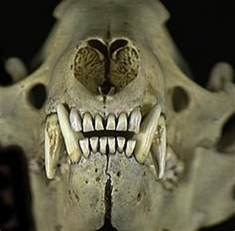 Raccoon Eggs Face Raccoon Anatomy Skeleton Skull Teeth Pig Dentition ...