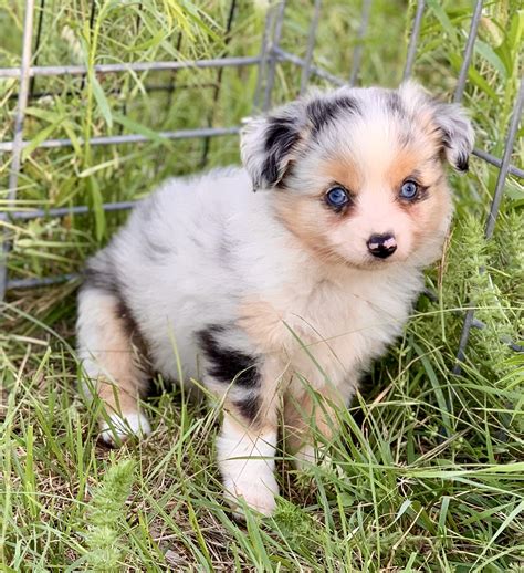 Toy Aussie Puppies