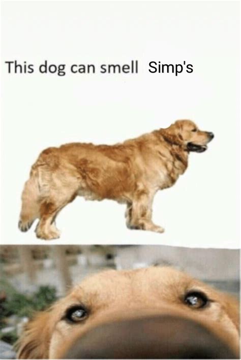 Good dog. : r/memes