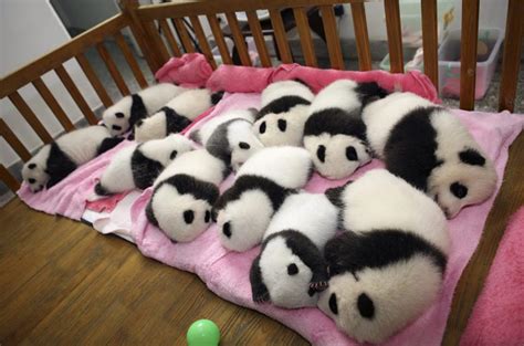 Pandas Sleeping – Really Cute | Good Morning Blog!