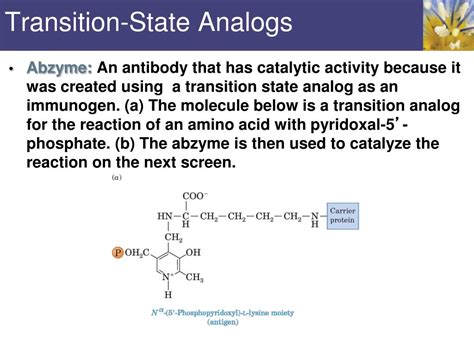 PPT - Enzyme Catalysis PowerPoint Presentation, free download - ID:2128693