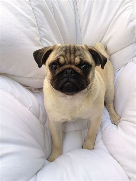 sad pug photo - BuzzSharer.com