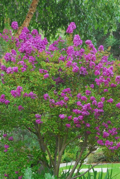 Dwarf Flowering Shrubs For Shade