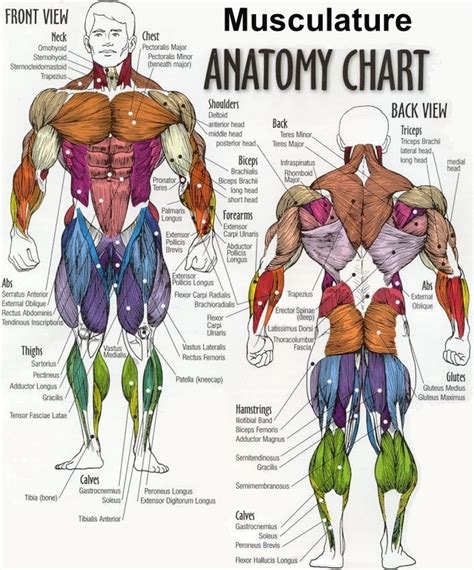 Human anatomy diagram picture ~ Human Anatomy