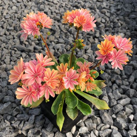 Lewisia cotyledon 'Rainbow' - Bitter Root (4.5" Pot) | Little Prince To Go