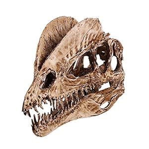 Dinosaur Dilophosaurus Skull Replica Skeleton Model Aquarium Ornament Home Decor 2 Color Pick ...