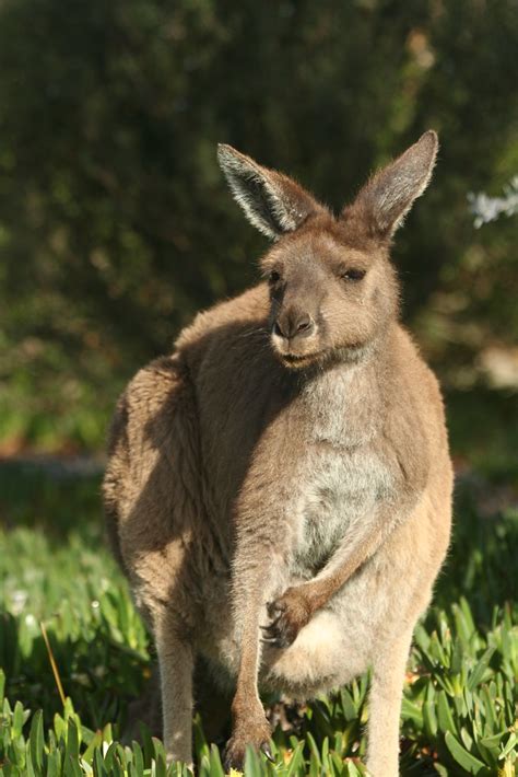 Western Grey Kangaroo, Quaalup, WA, 19th September 2014 02… | Flickr