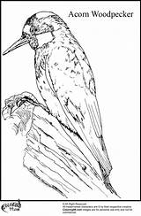 Pileated Woodpecker Page Coloring Pages sketch template