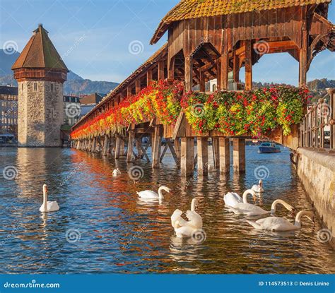 Swans at the Chapel Bridge in Lucerne, Switzerland Stock Image - Image of footbridge, white ...