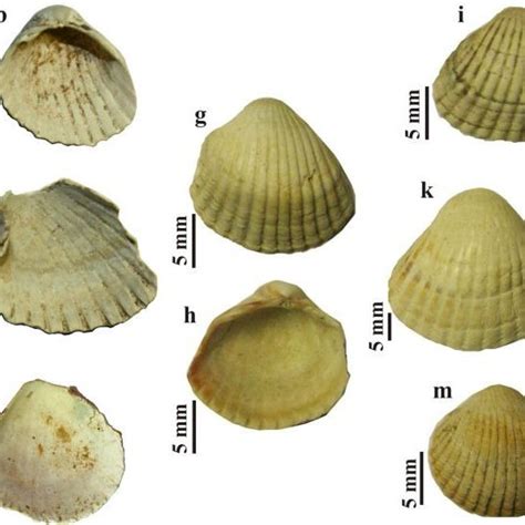 Composite diagram of bivalve ctenidia as observed using video endoscopy ...