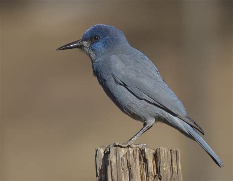 Pinyon Jay | San Diego Bird Spot