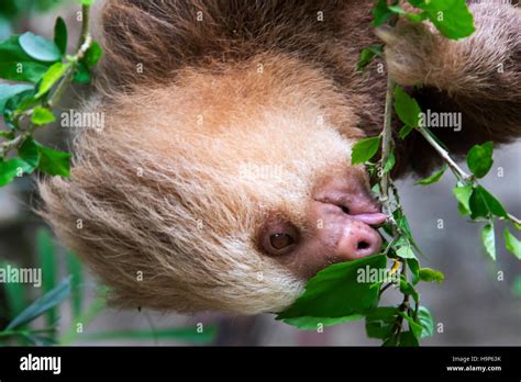 Hoffmann's two-toed sloth eating leaves Stock Photo - Alamy