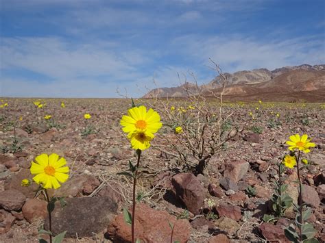 Diary of an Autodidact: Death Valley: The Desert Blooms