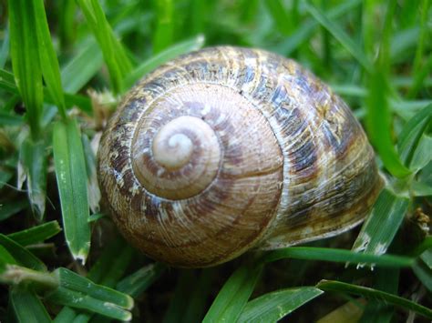 Dead snail. | Before i removed this snail shell from my lawn… | Flickr