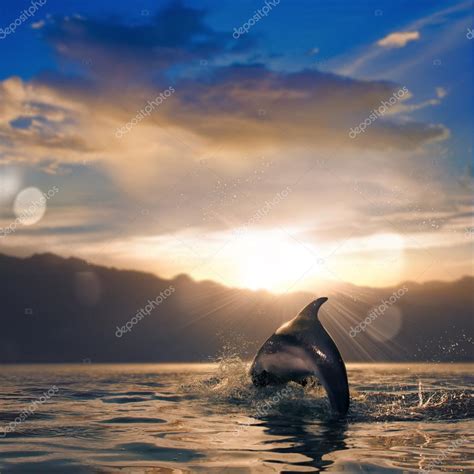 Beautiful dolphin leaping out of sunset sea surface — Stock Photo ...