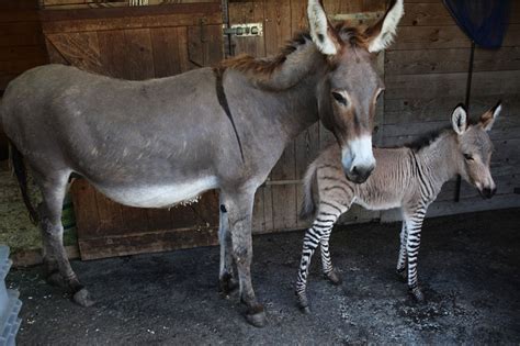 Meet Ippo, The Adorable Zonkey Who is Half Zebra, Half Donkey | Bored Panda