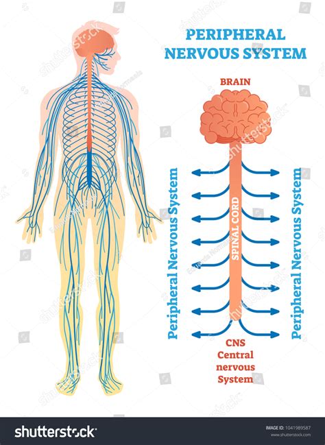 2,309 Peripheral Nervous System Images, Stock Photos, 3D objects ...