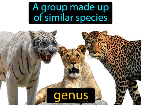 Genus Definition & Image | GameSmartz