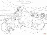 Walrus Family coloring Page  Free Printable Coloring Pages sketch template
