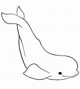 Beluga Whale Coloring Pages Whales Color Animals Kids Endangered  sketch template