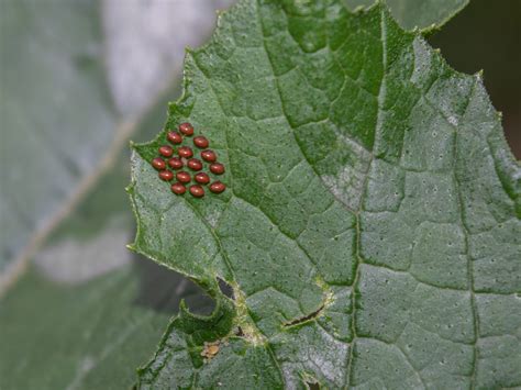 squash bug eggs canva - Backbone Valley Nursery