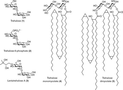 Tailoring trehalose for biomedical and biotechnological applications