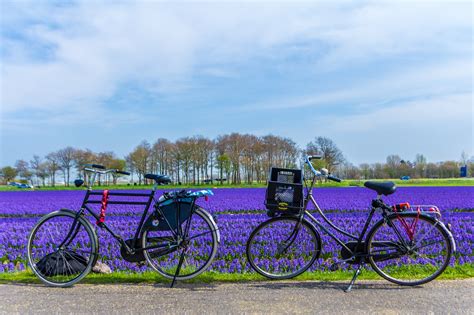 Guided bike tour along the tulip fields under the guidance of a local ...