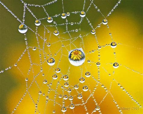 spider web dew drop refraction | Dew drop photography, Water art, Patterns in nature