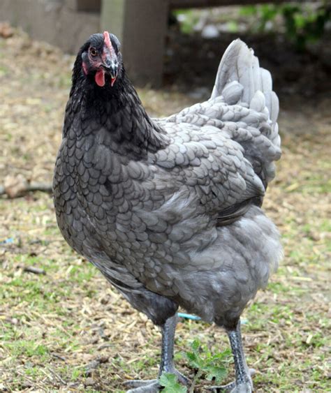 Blue Rock Laying Hens - Rocky Mountain Farm - Hansen Acres