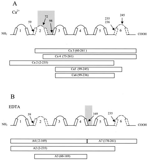 Limited proteolysis of calbindin D 28k . Schematic of calbindin D 28k ...