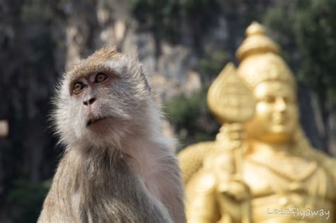 21+ Batu Caves Monkeys | jodas40