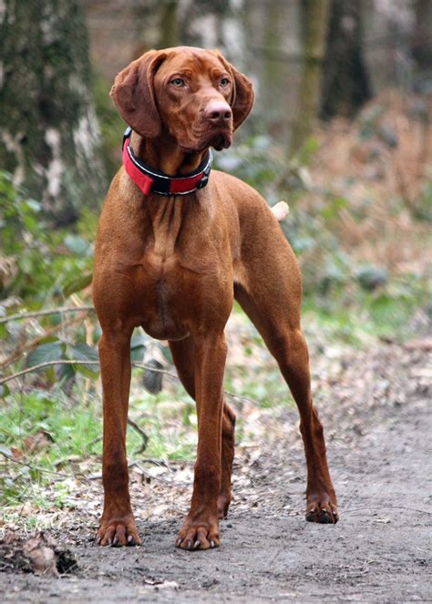 [Hungarian Vizsla] This is my dream dog. I.CAN.NOT.WAIT. Come on graduation. | Vizsla dogs, Dog ...