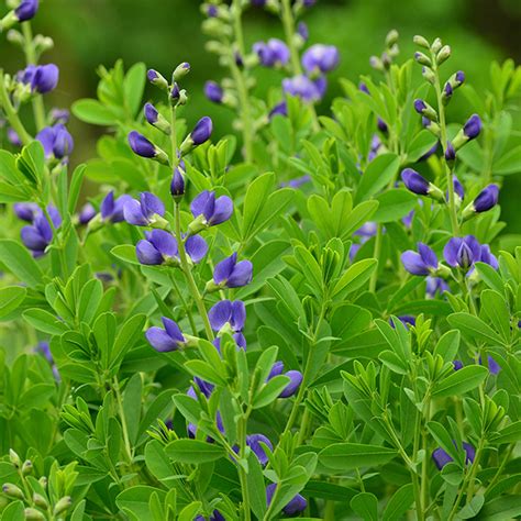 Buy false Indigo Baptisia australis: Delivery by Crocus