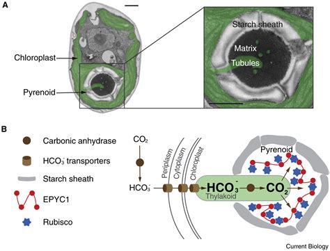 The pyrenoid: Current Biology
