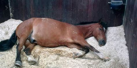 Horse Colic and How to Treat Them - The Best Vet Advises!