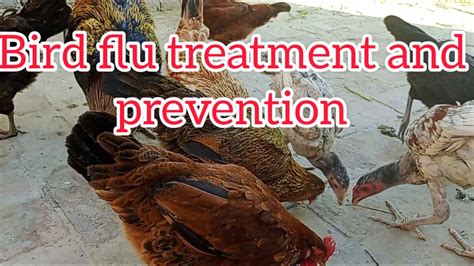 Bird Flu treatment in 6 hours with 100% result | chicken diseases with changing weather nazla ...