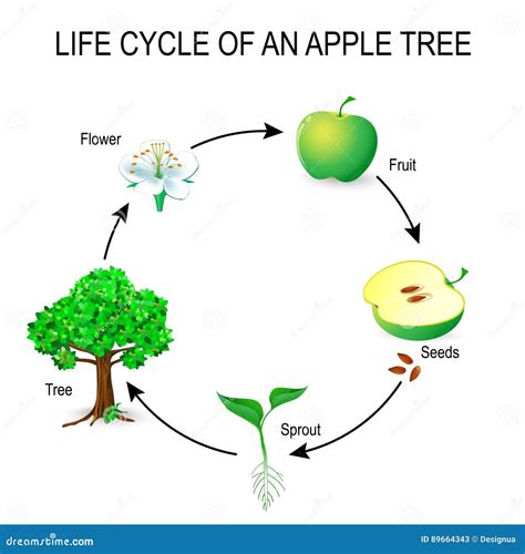 Apple Tree Life Cycle | ubicaciondepersonas.cdmx.gob.mx