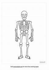 Printable Skeletal System Coloring Pages sketch template