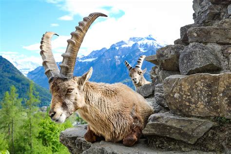 Interlaken itinerary: 1-3 days in Interlaken Switzerland - Adventurous Miriam