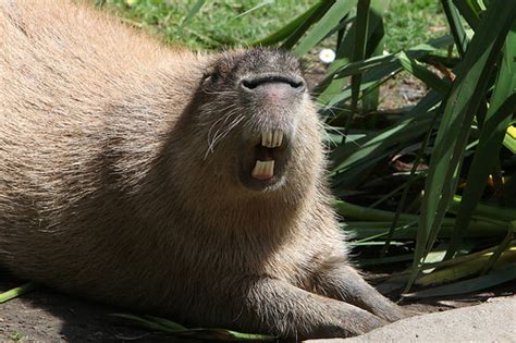 Capybara Facts, Diet, Habitat, Lifespan, as Pets, Pictures